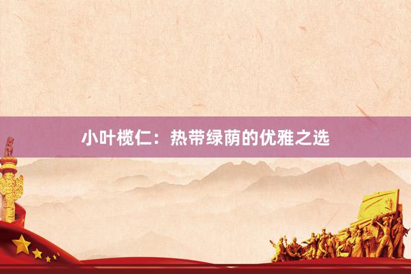 小叶榄仁：热带绿荫的优雅之选